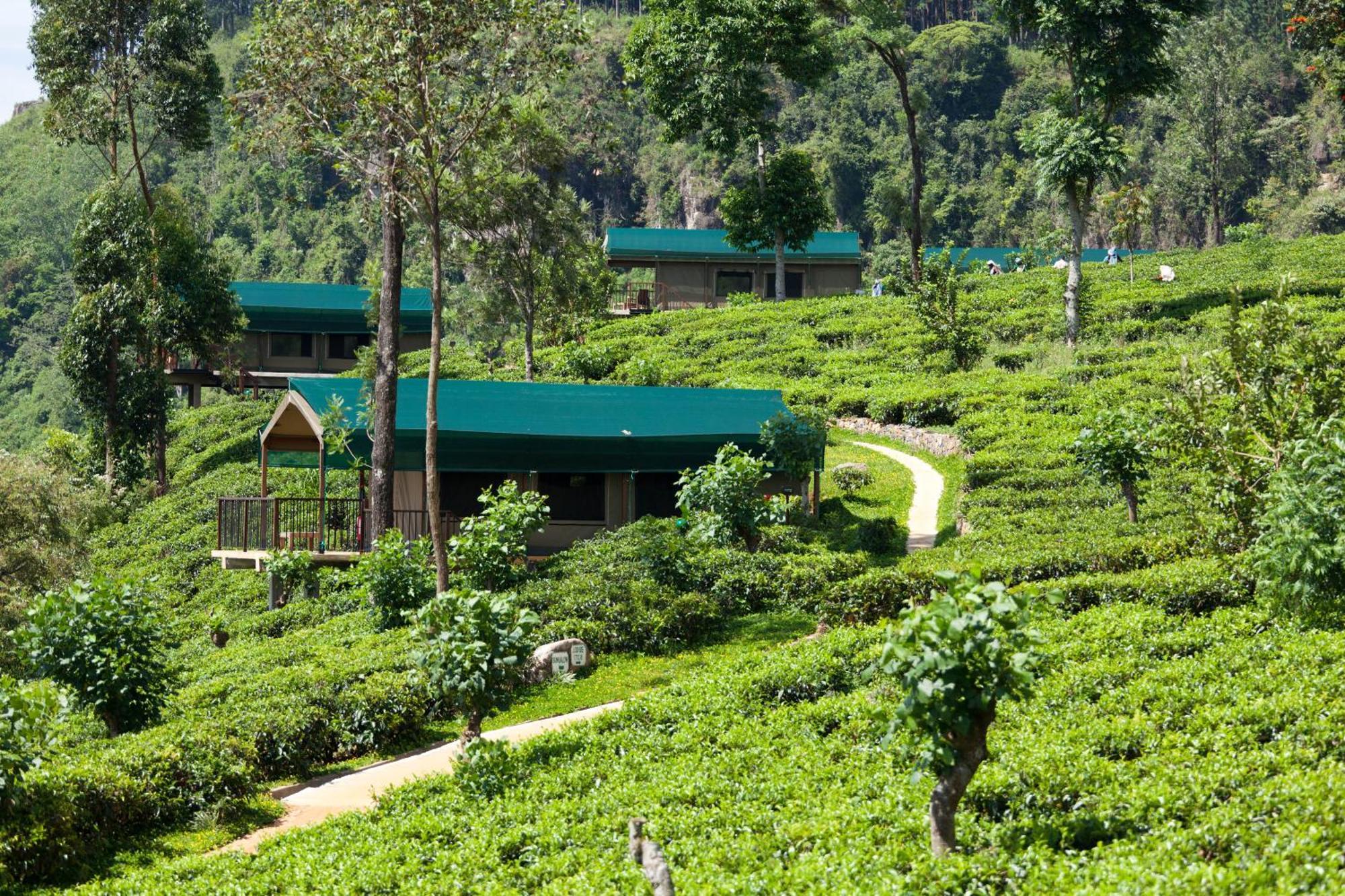 康提 玛杜可茶园生态旅馆酒店 外观 照片